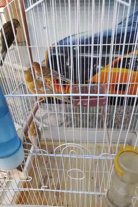 قناری تو سرخ(۶عدد)|پرنده|کرمانشاه, |دیوار