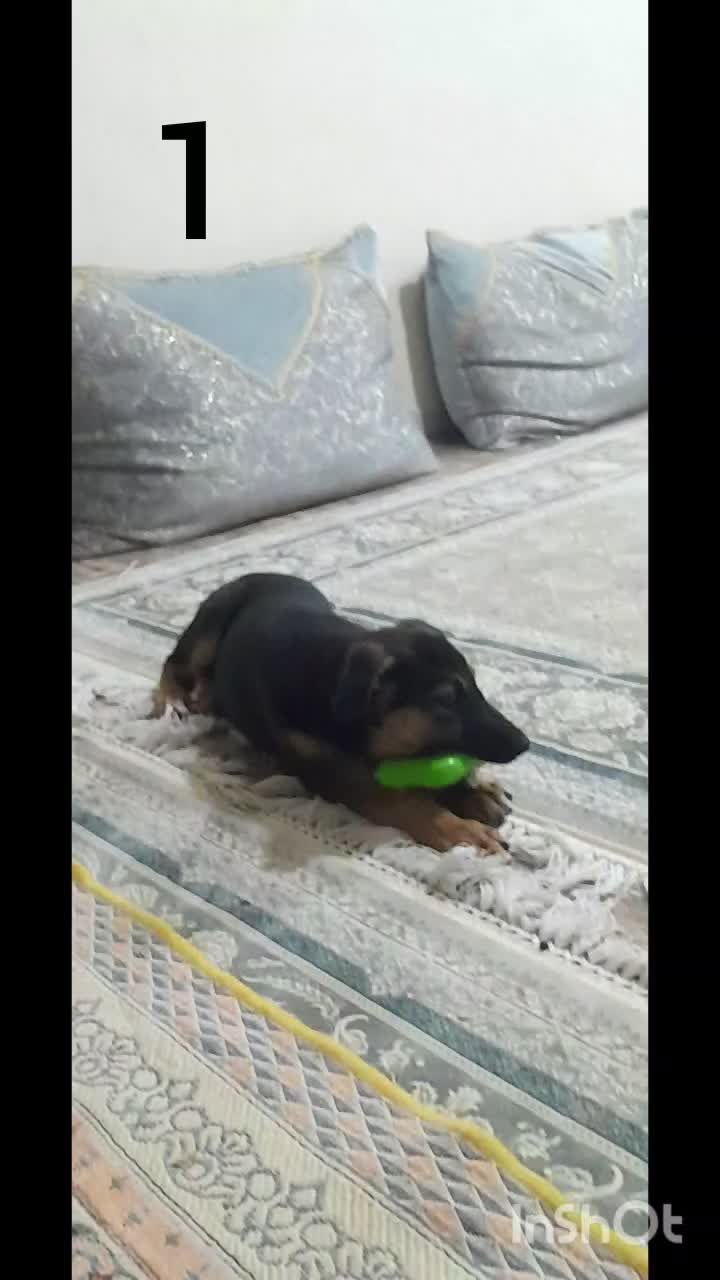 گمشده در بازار|حیوانات|ایذه, |دیوار