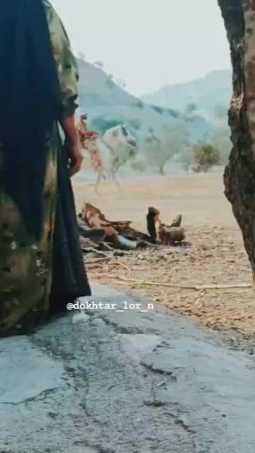 اسب سفید|حیوانات مزرعه|لنده, |دیوار