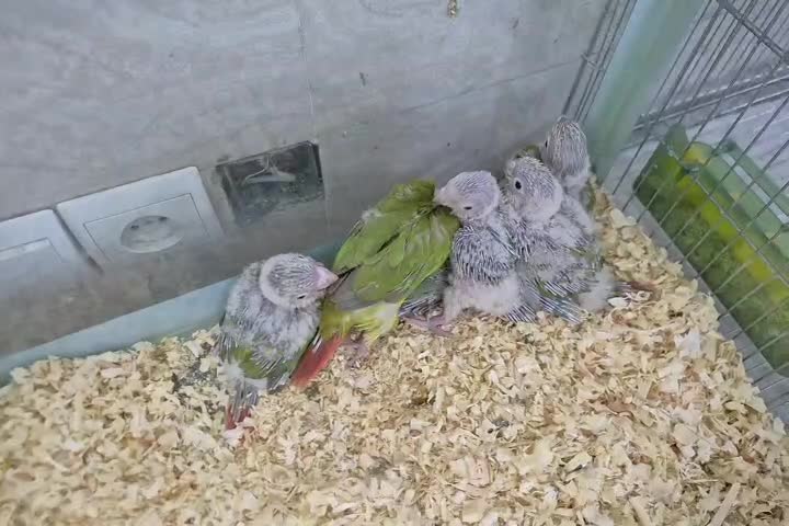 گیرینچیک سرلاکی|پرنده|سمنان, |دیوار