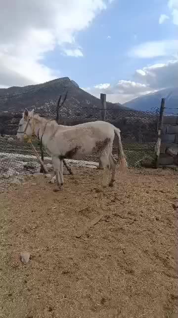 قاطر گم شده|حیوانات|یاسوج, |دیوار