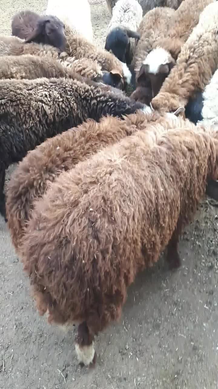 ّبره نر داشتی|حیوانات مزرعه|بندر ترکمن, |دیوار