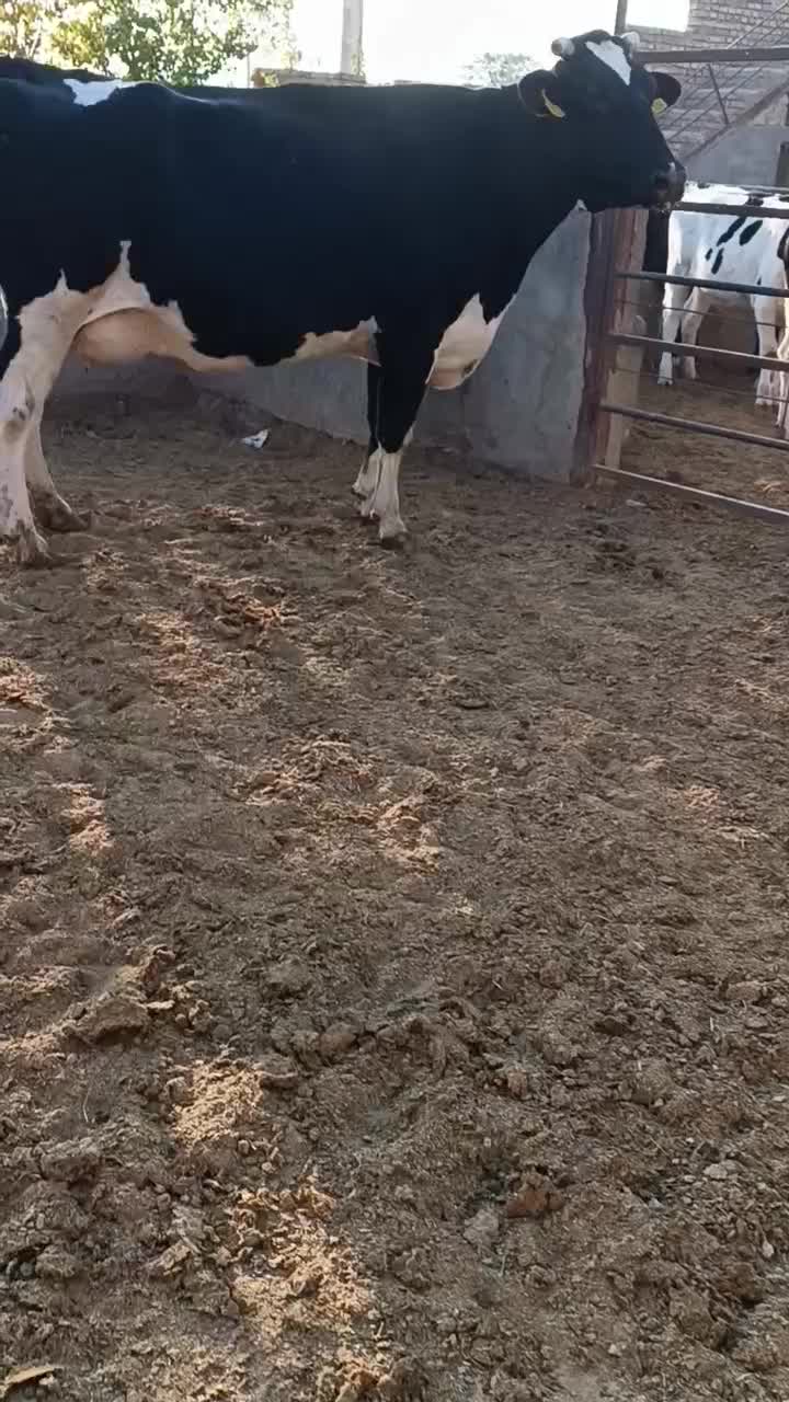 گاو|حیوانات مزرعه|تاکستان, |دیوار