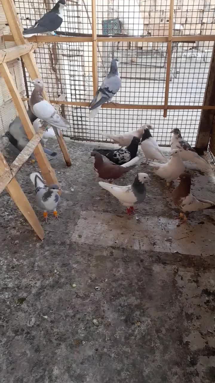 ۲۲۵|پرنده|تاکستان, |دیوار