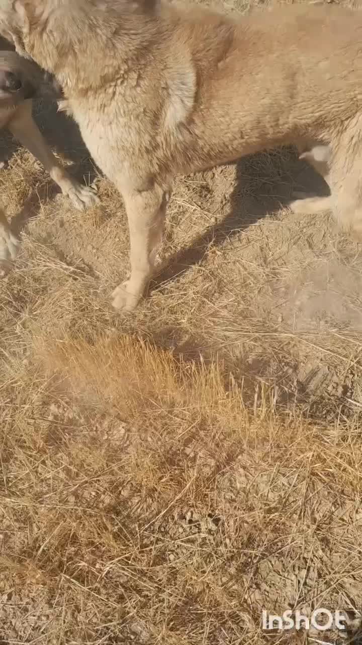 سگ نژاد دار|سگ|دهگلان, |دیوار