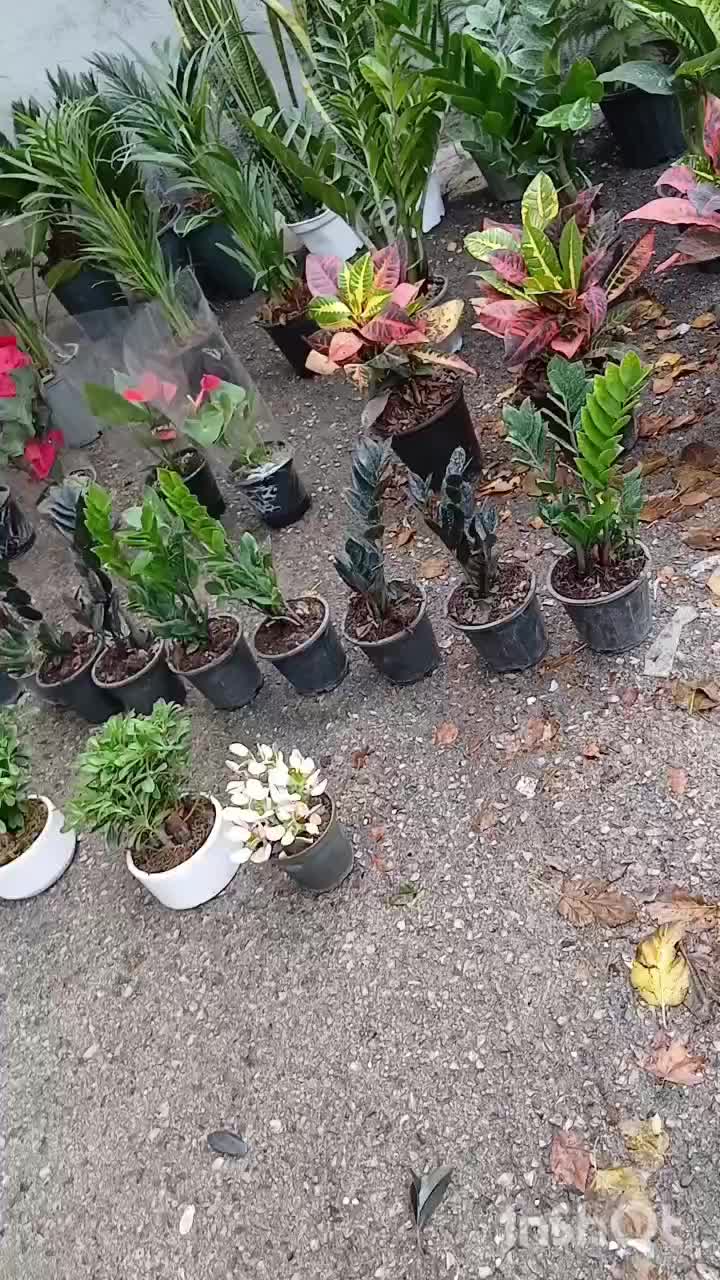 نخل نیکولای|گل و گیاه طبیعی|کرمانشاه, |دیوار