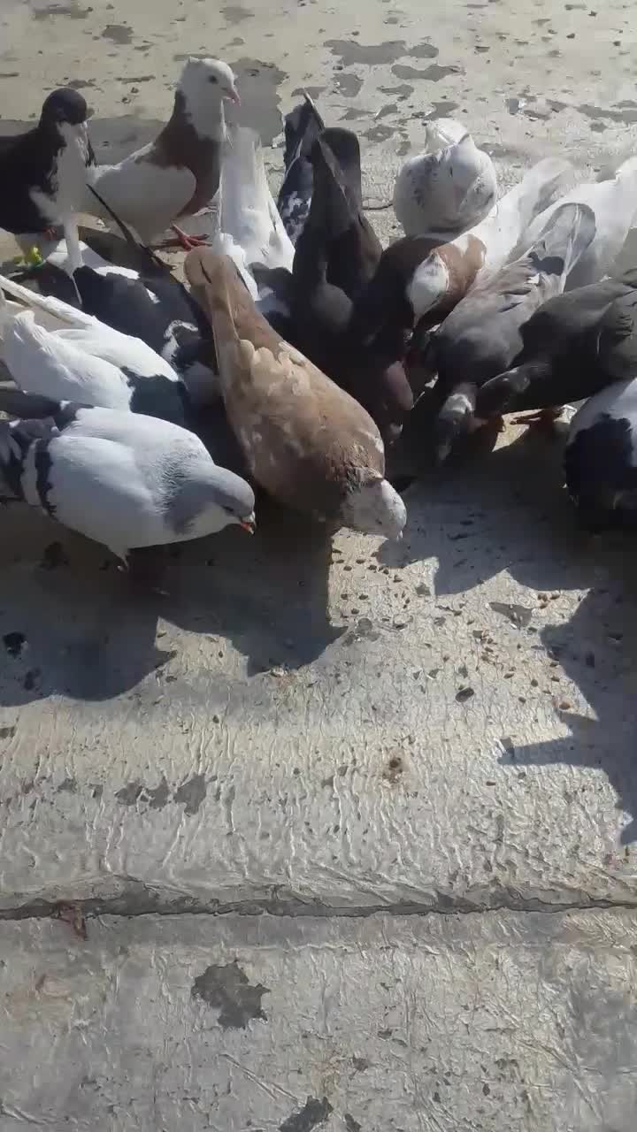 کبوتر|پرنده|محمدیه-قزوین, |دیوار