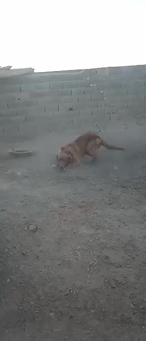 سگ نر|سگ|اژیه, |دیوار