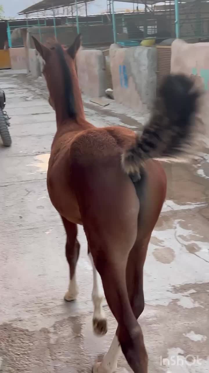 اسب کره نوه سالار۲|اسب و تجهیزات اسبسواری|شیراز, انجیره|دیوار