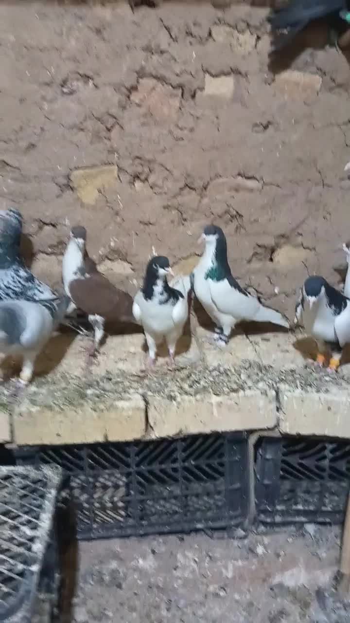 3 عدد کبوتر رنگی همگی آس همشون پرنده زنگ|پرنده|شال, |دیوار