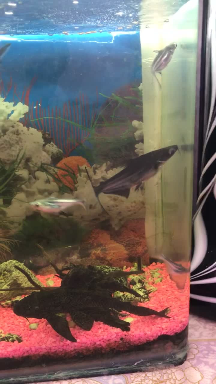 آکواریوم با تمام ماهی و تزئیناتش|ماهی|رباطکریم, رباطکریم|دیوار