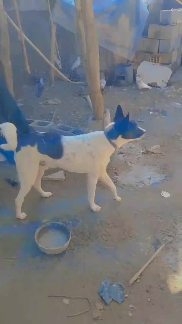 سگ نر|سگ|بندرعباس, |دیوار