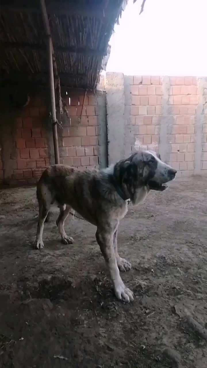 واگذاری سگ پژدر 5ساله|سگ|جلین, |دیوار