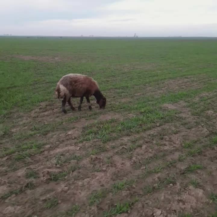 گوسفند ۳شکم|حیوانات مزرعه|سنگدوین, |دیوار