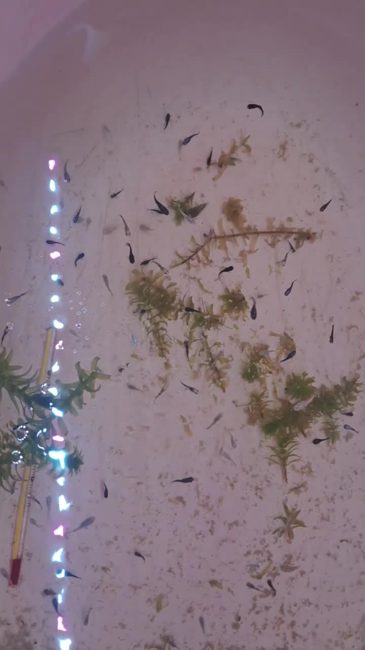 بچه ماهی مولی فروش کلی|ماهی|لاهیجان, کوی خزر|دیوار