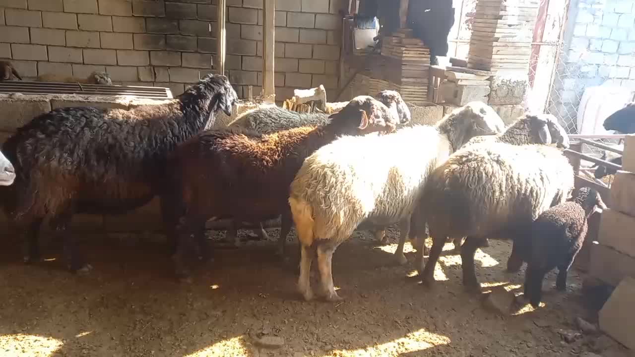 میش|حیوانات مزرعه|نجف‌آباد, ویلاشهر|دیوار