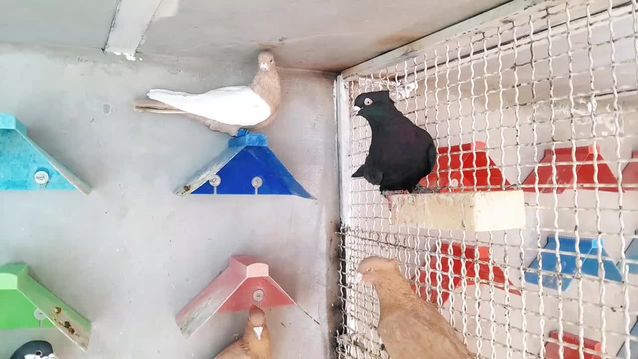 بوم نر|پرنده|شوشتر, |دیوار