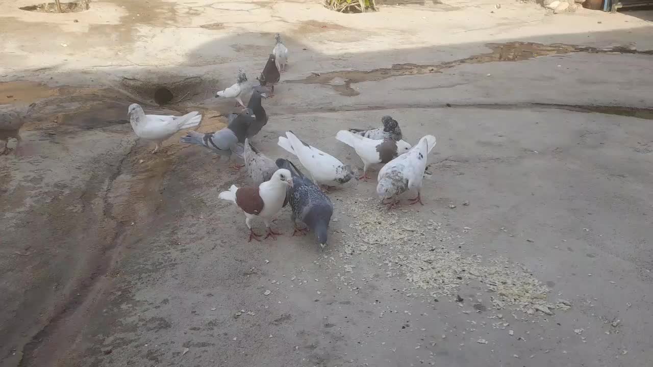 کبوتر نر وماده|پرنده|منج, |دیوار