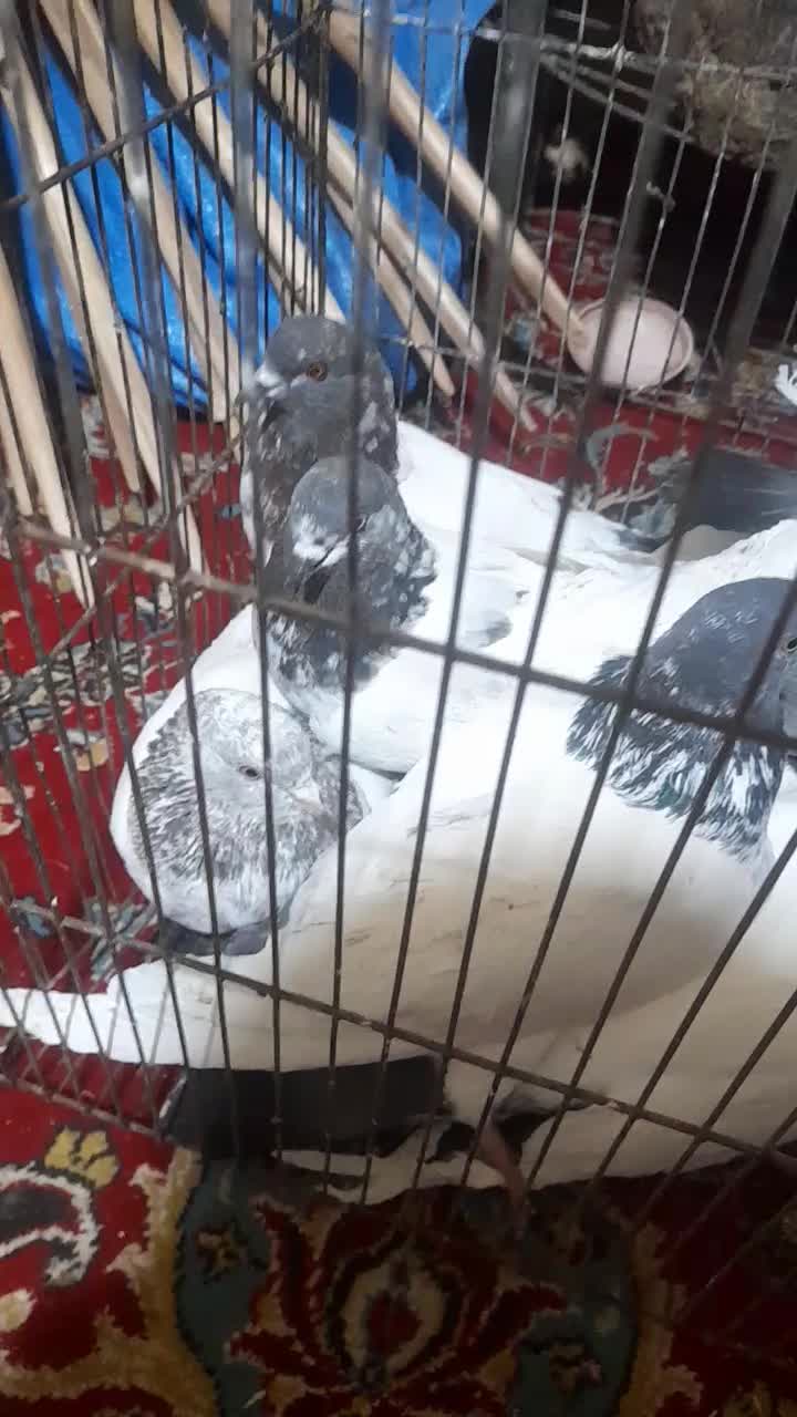 کفتر|پرنده|ساروق, |دیوار