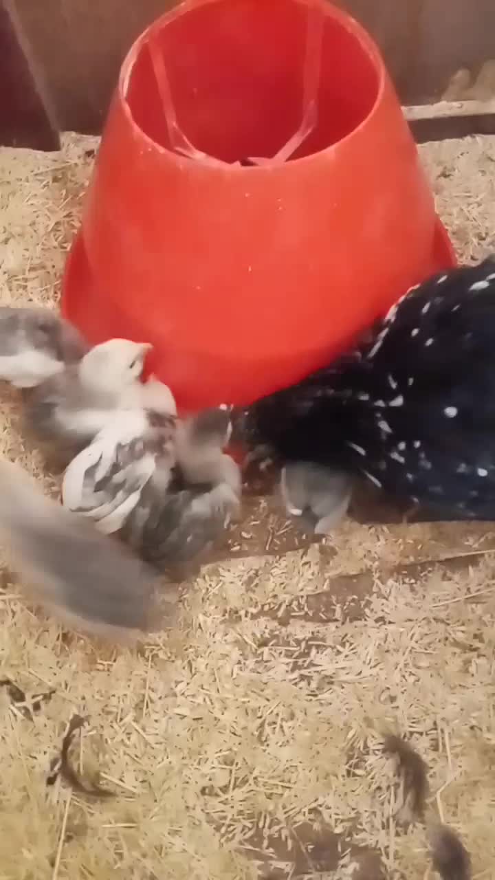 مرغ خروس گلین طوسی وخال سوزنی ریش چهلتاج فوول|حیوانات مزرعه|زنجان, |دیوار