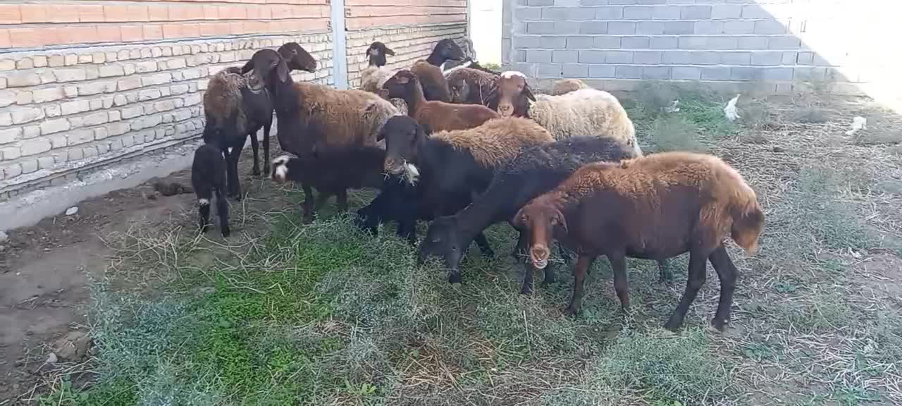 ۳تا بره مار ۳تا شیر کرده یک قوچ|حیوانات مزرعه|آق قلا, |دیوار