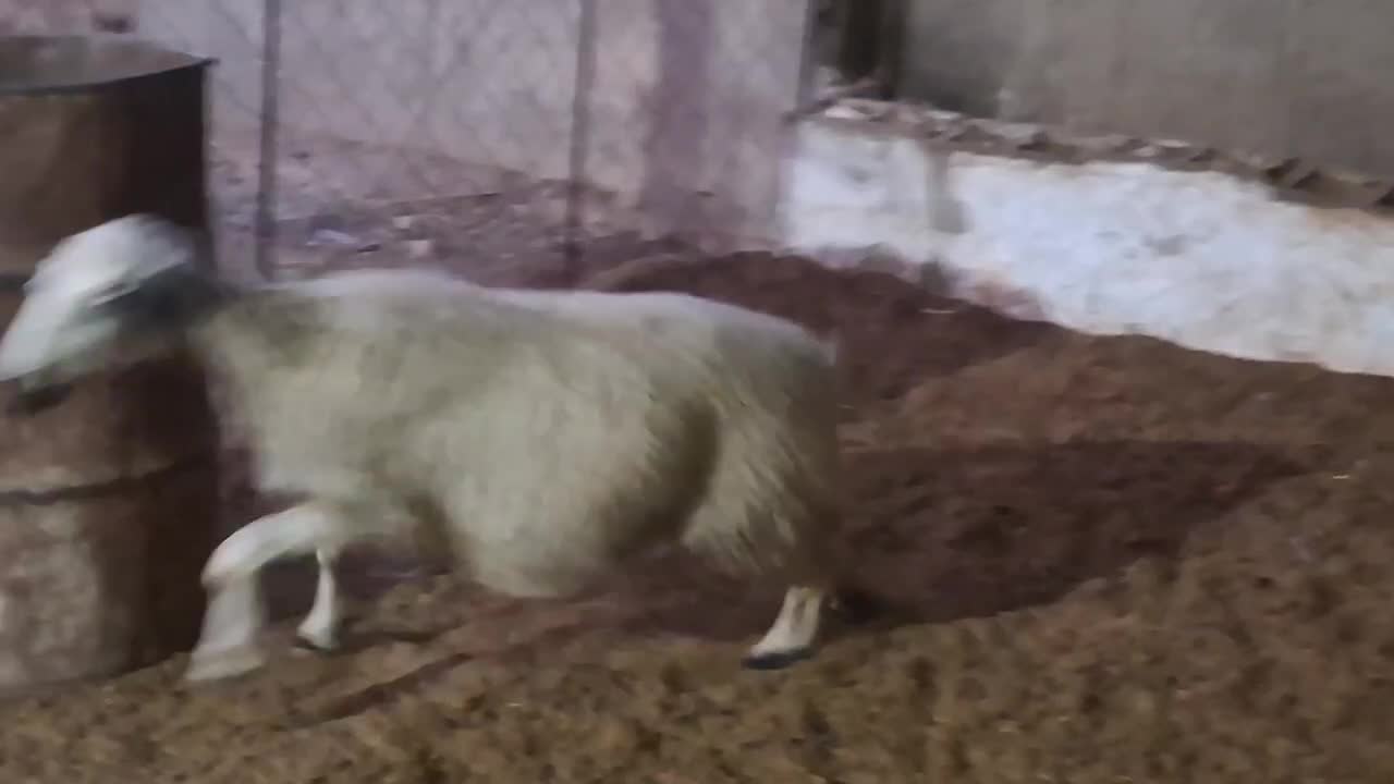 میش آبستن نزدیک زا|حیوانات مزرعه|دره شهر, |دیوار