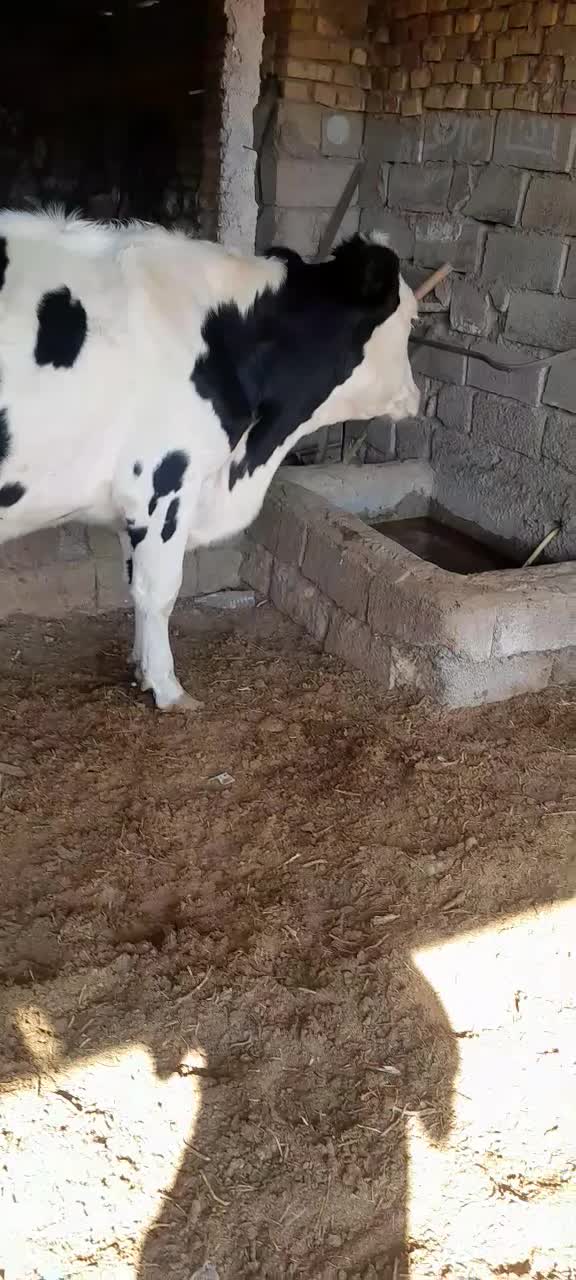 گاو و تخت|حیوانات مزرعه|نیشابور, محله میدان باغات|دیوار