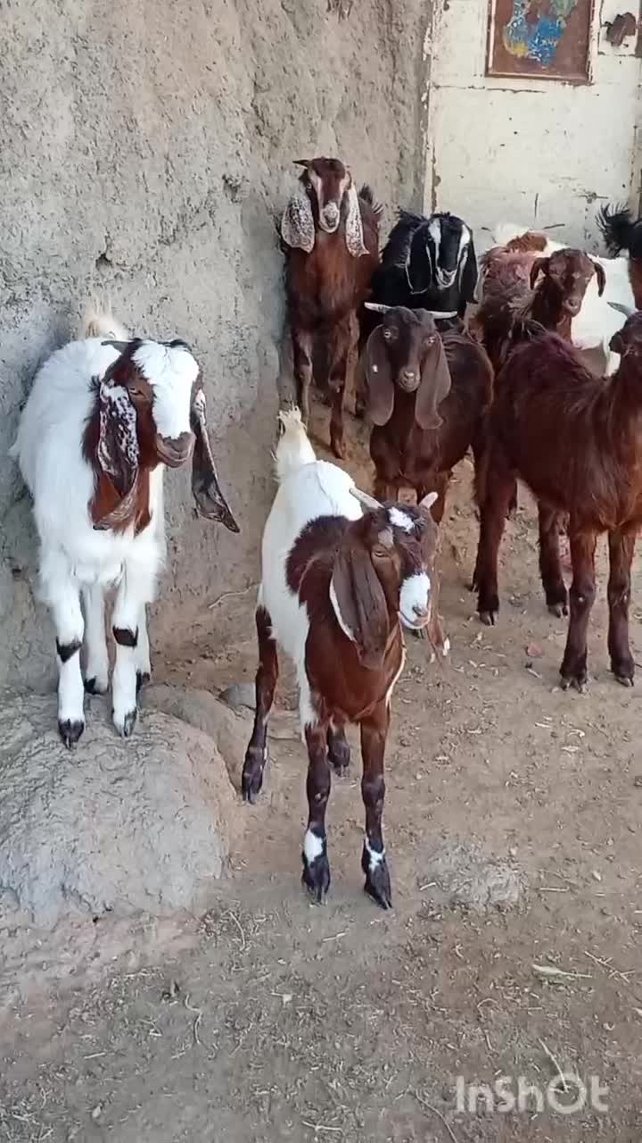 11نر بزغاله پاکستانی بزرگ نژاد شیرا دوقلو زا|حیوانات مزرعه|مشهد, هفده شهریور|دیوار