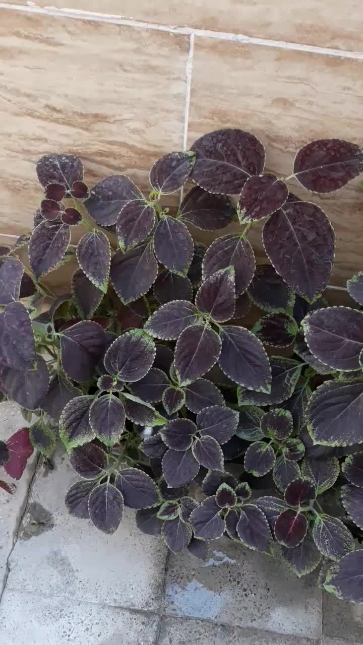 گل حسن یوسف|گل و گیاه طبیعی|شهریار, شهرک بهاران (ویره)|دیوار