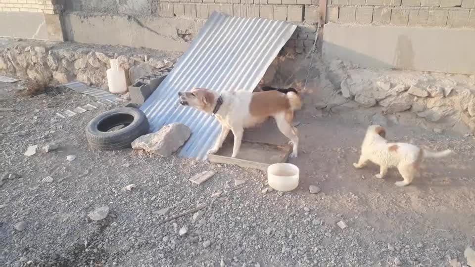 واگذاری سگ|سگ|مبارکه, |دیوار