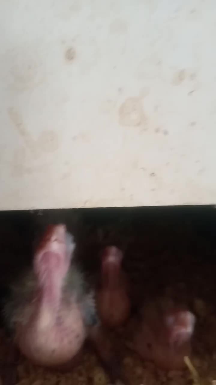 عروس هلندی|پرنده|اندیشه, اندیشه فاز ۵|دیوار