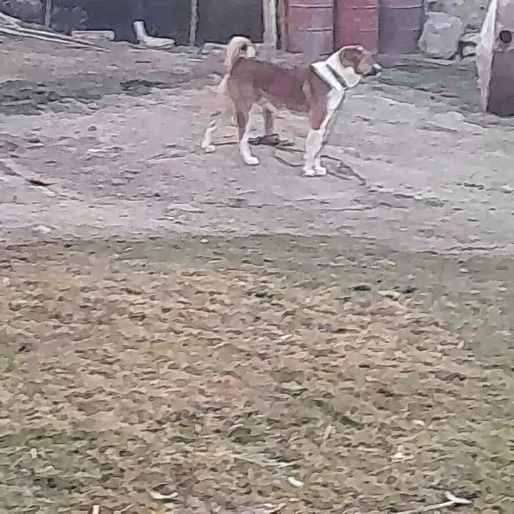 دو عدد سگ|سگ|نقده, |دیوار