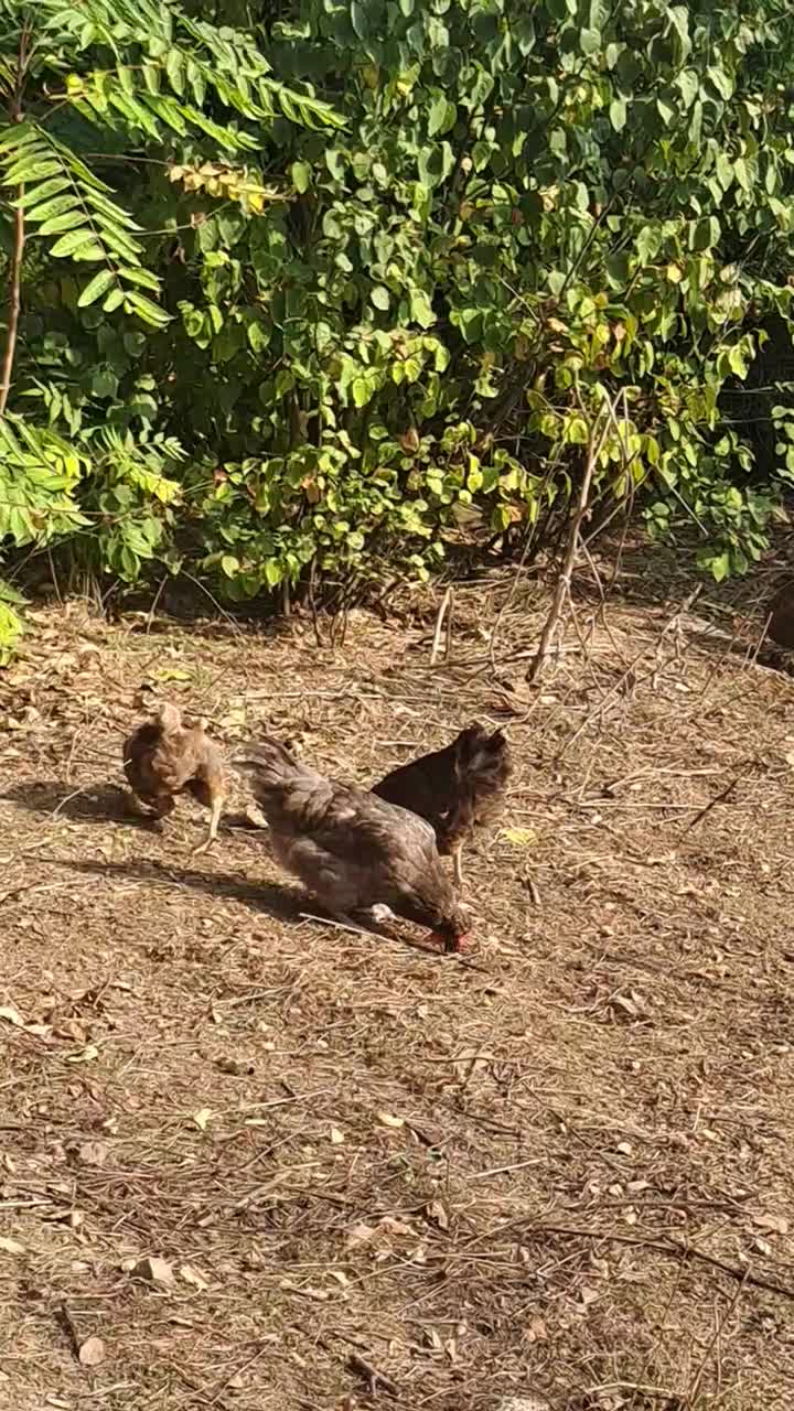 ۴ عدد مرغ تخم گذار یک خروس|حیوانات مزرعه|مرزنآباد, |دیوار