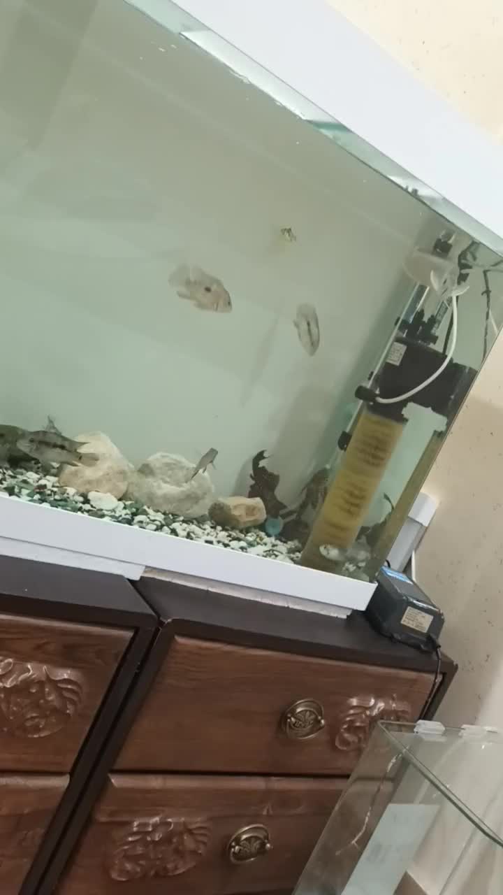 ماهی آروانا سیلور|ماهی|اردبیل, |دیوار