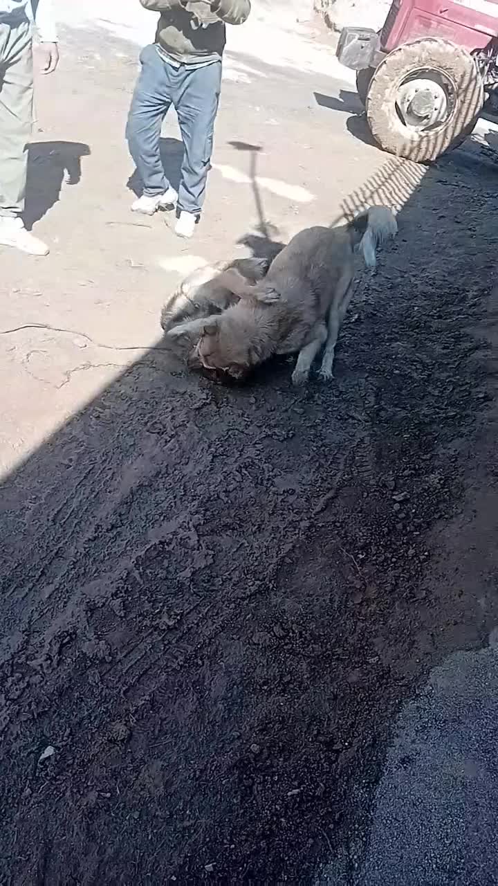 سگ سرابی|سگ|شیروان (خراسان), |دیوار