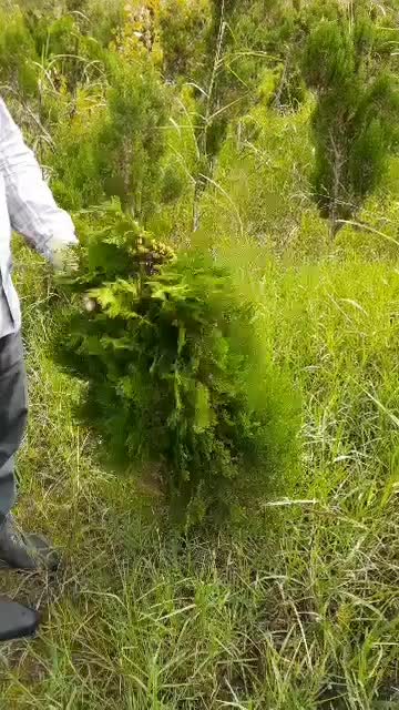 ۴۰۰۰ کاج طبری پنج ساله یکدست حراج|خدمات باغبانی و درختکاری|رشت, چمارسرا|دیوار