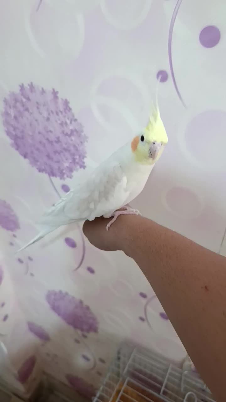 عروس هلندی جفت مولد رامه رام لوتینو|پرنده|تهران, شهید رجایی|دیوار