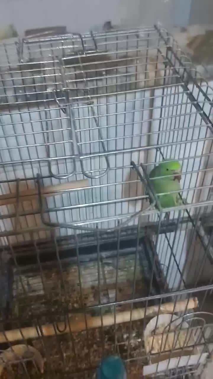 ملنگو|پرنده|قم, شهرک مهدیه (مدرس)|دیوار