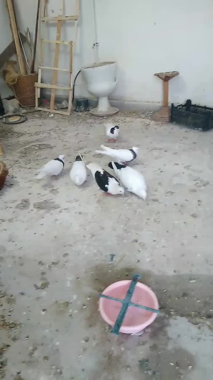 ۴عدد کبوتر|پرنده|قزوین, |دیوار