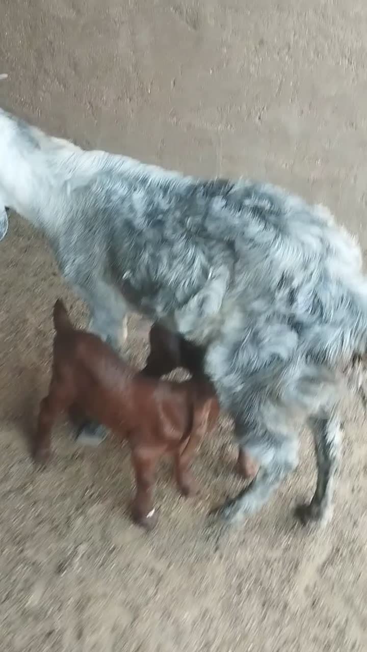 هویزه|حیوانات مزرعه|باوی, |دیوار