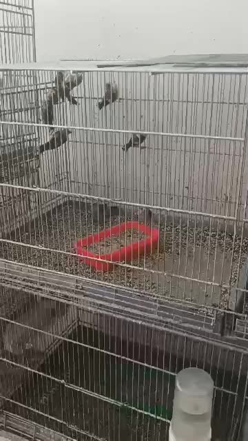 سهره تبریزی بخون همه نر هستن وروبه اتمامی از لکک|پرنده|شوشتر, |دیوار