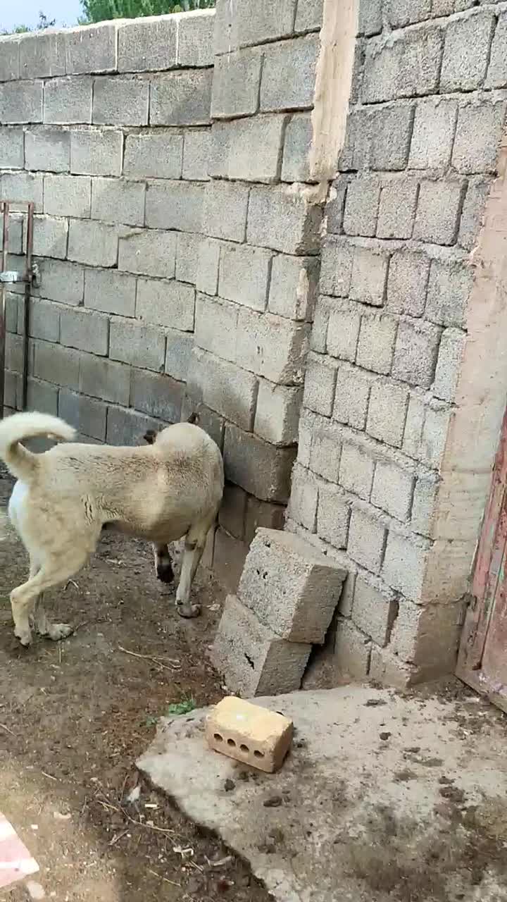 حیوانات|سگ|سلماس, |دیوار