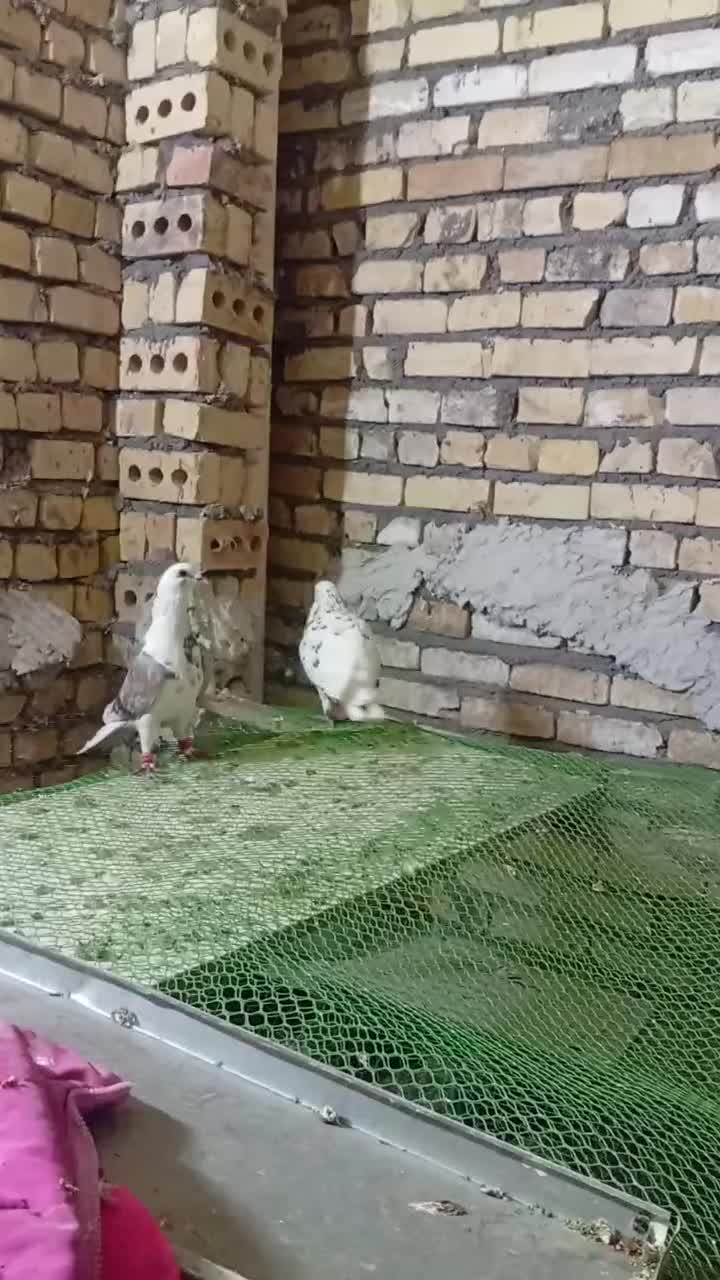 کبوتر|پرنده|رضویه, |دیوار