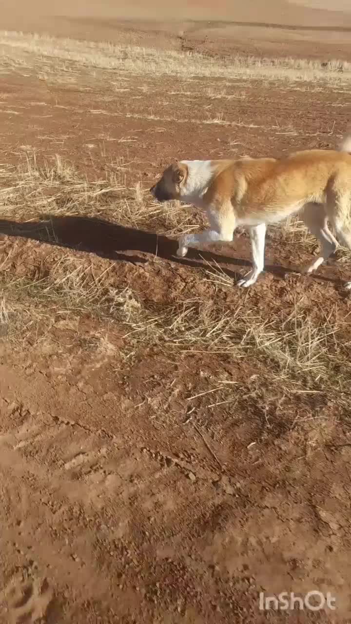 سگ گله|سگ|قیدار, |دیوار