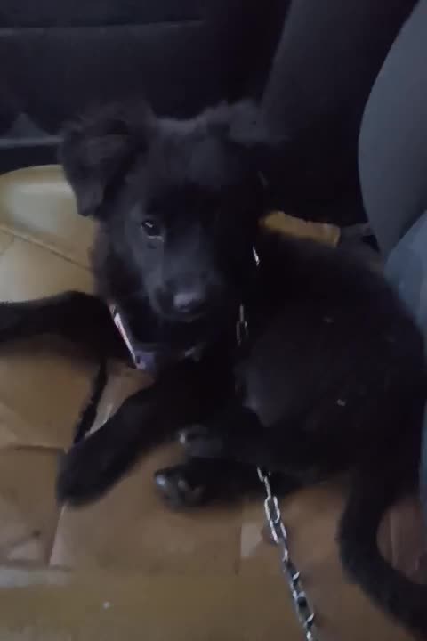 سگ پامریین|سگ|زنجان, |دیوار