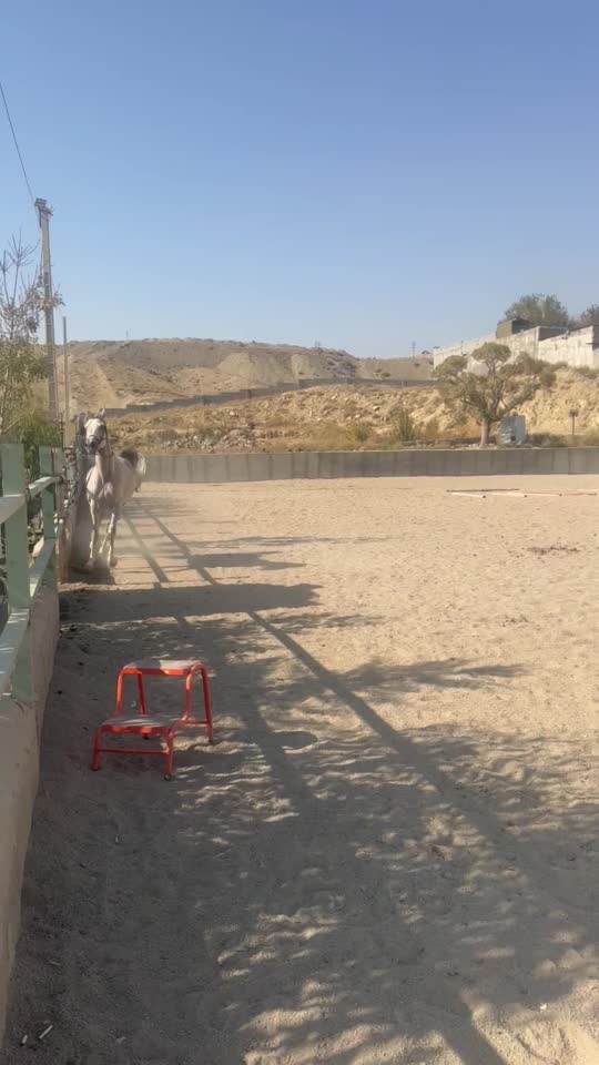 اسب مادیان عرب مصری|اسب و تجهیزات اسب‌سواری|تهران, بوستان جنگلی لویزان|دیوار