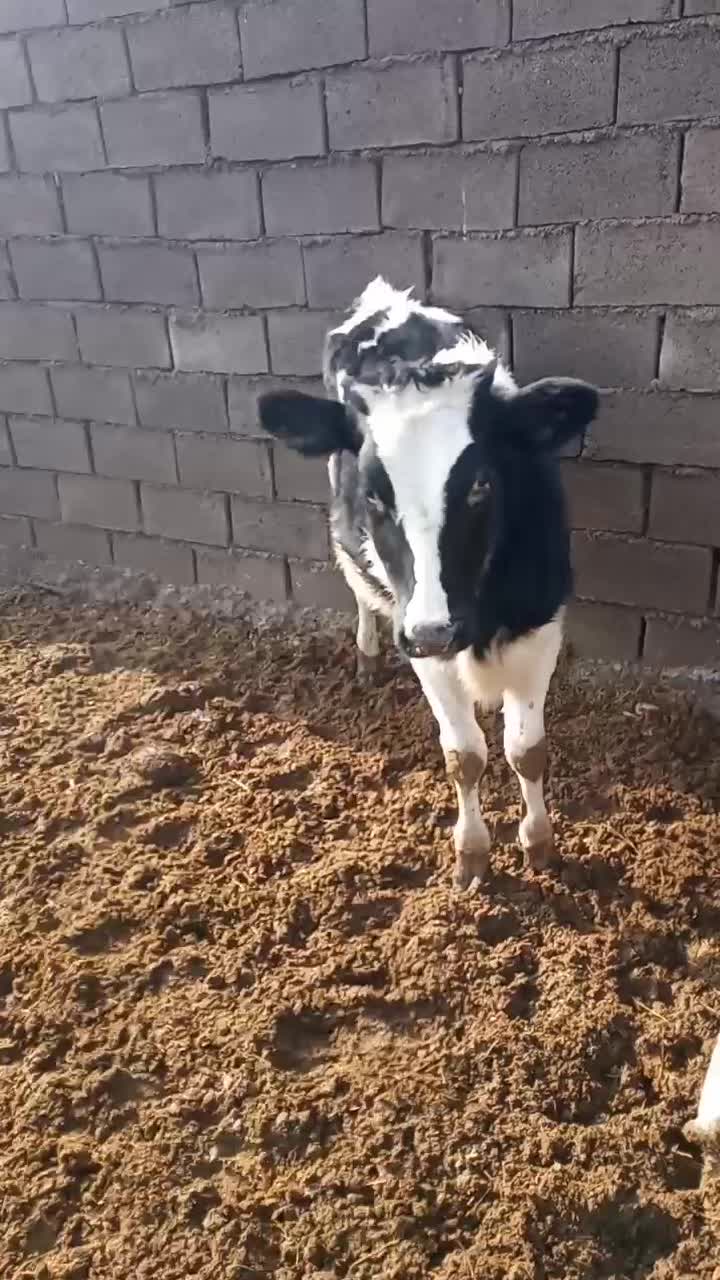 تلیسه|حیوانات مزرعه|گناباد, |دیوار