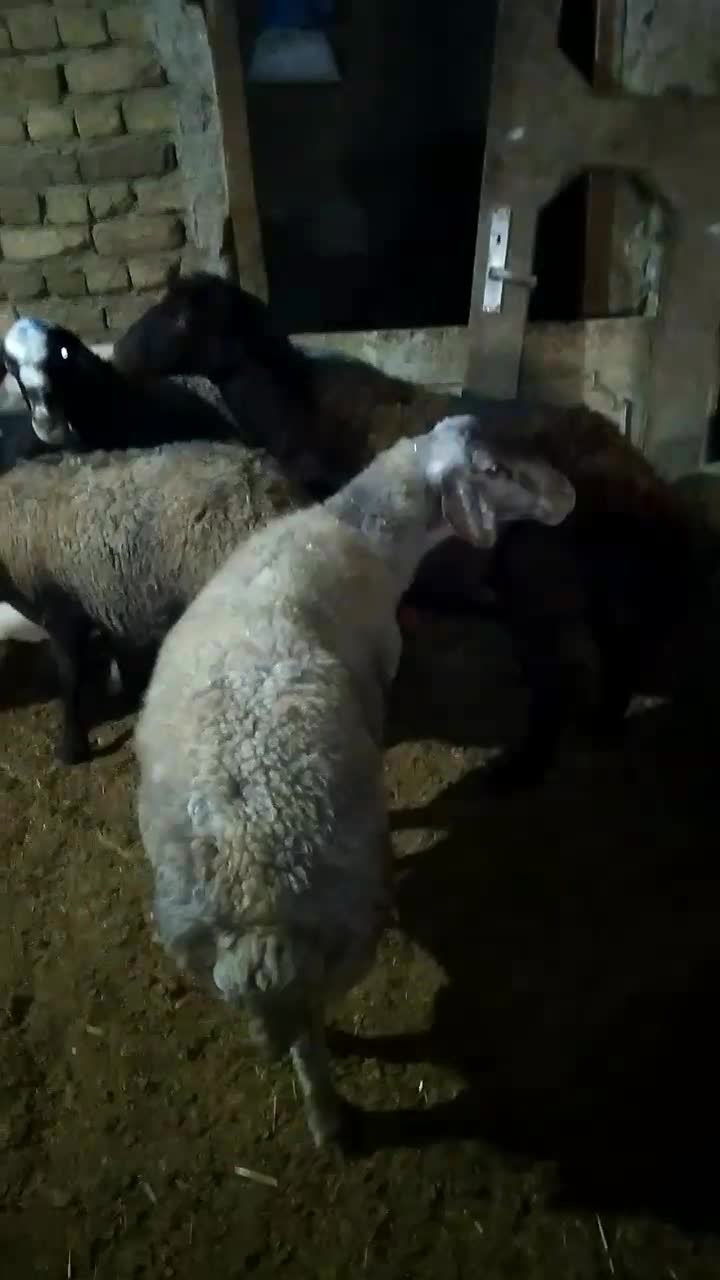 ۵ راس میش جوان درجه یک جفتی|حیوانات مزرعه|بروجرد, |دیوار