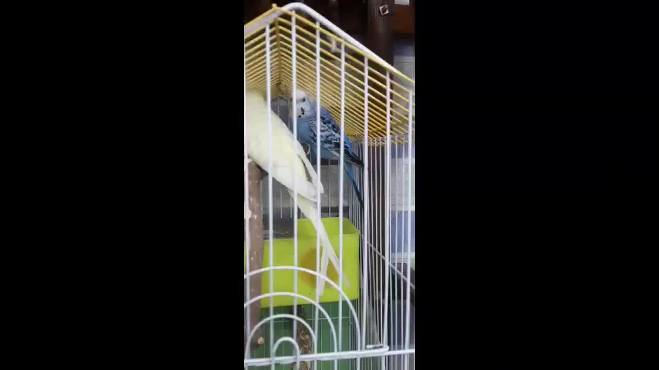 مرغ عشق|پرنده|کارون, |دیوار