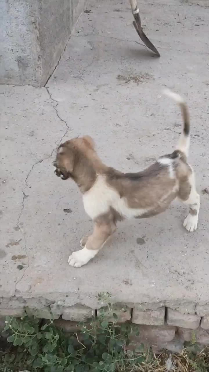 سگ سرابی|سگ|آذرشهر, |دیوار